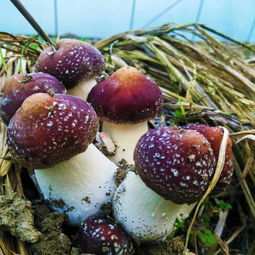 “好品山东”首届乡村名品评议与全国农产展销会 谷物销售迎来新机遇